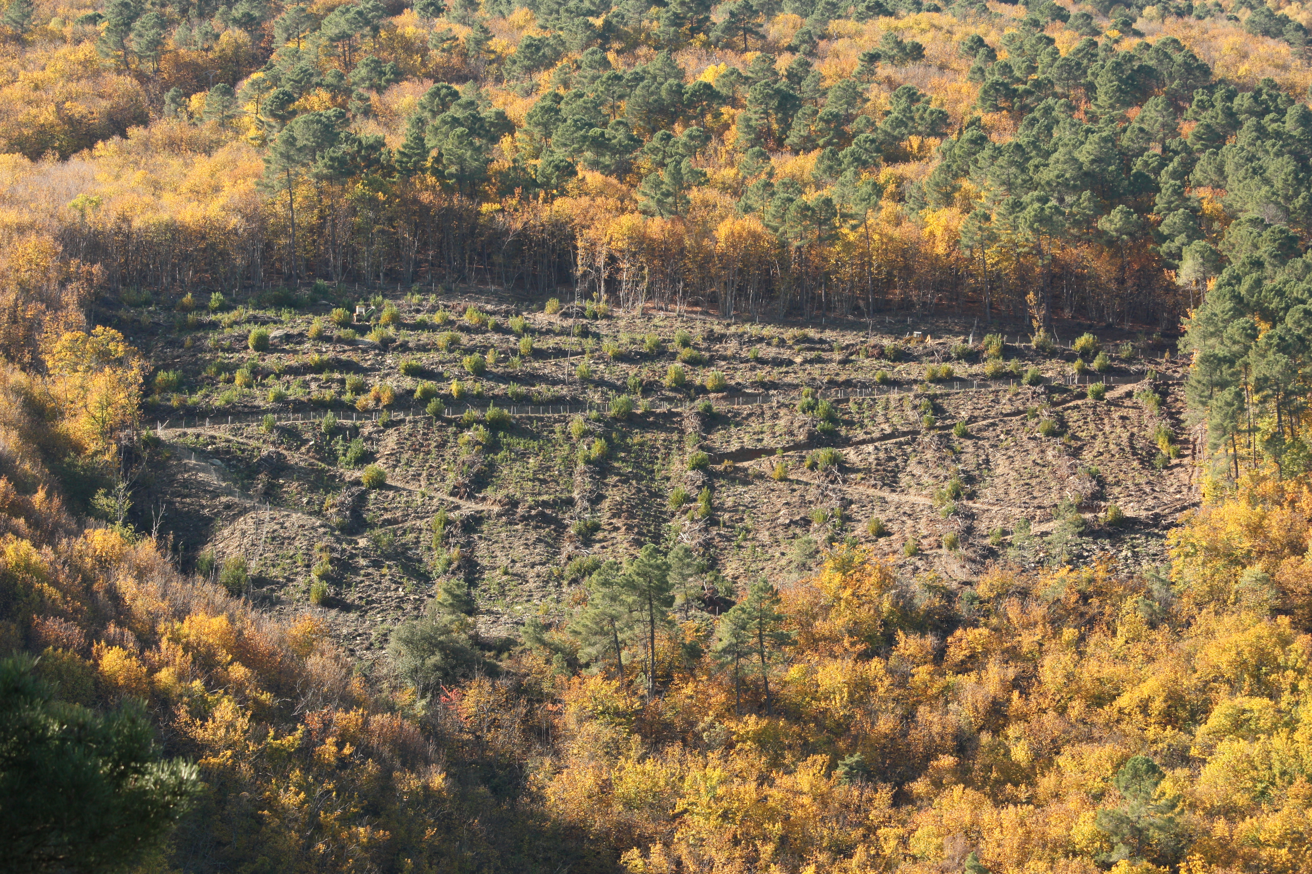 image Chantiers-tests de récolte de bois en Cévennes
