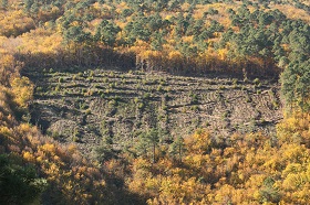 vignette Chantiers-tests de récolte de bois en Cévennes