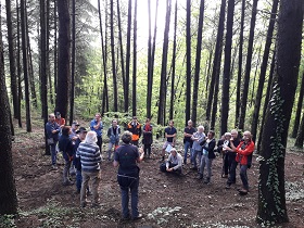 vignette Le cèdre, arbre d'avenir pour les Cévennes ?